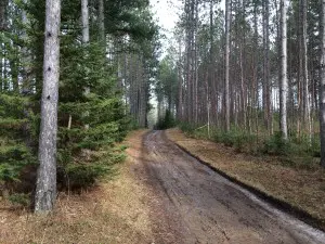 Using Muddy Trail Cameras To Spy On Mature Gobblers
