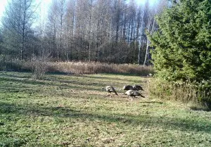 Using Muddy Trail Cameras To Spy On Mature Gobblers