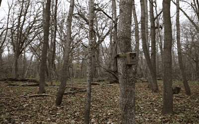 Using Muddy Trail Cameras To Spy On Mature Gobblers