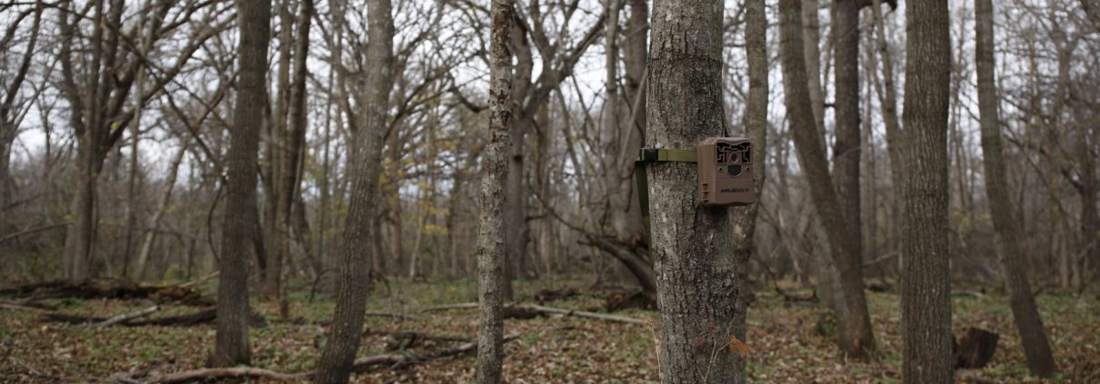 Using trail cameras to spy on mature gobblers | Muddy Outdoors