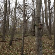Using trail cameras to spy on mature gobblers | Muddy Outdoors