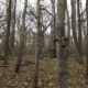 Using trail cameras to spy on mature gobblers | Muddy Outdoors