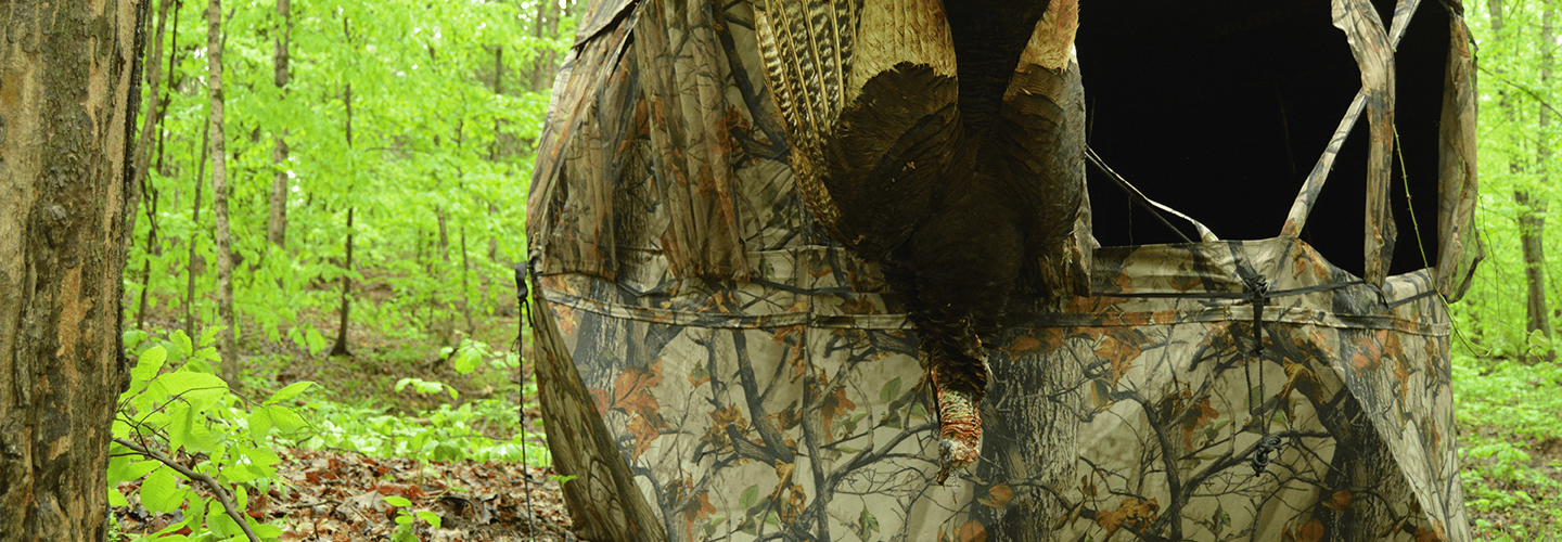 Tips For Setting Up Ground Blinds Under Roosted Birds