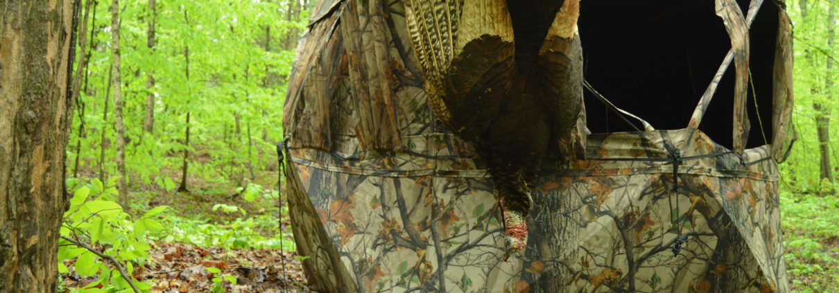 tips for setting up ground blinds under roosted turkeys | Muddy Outdoors
