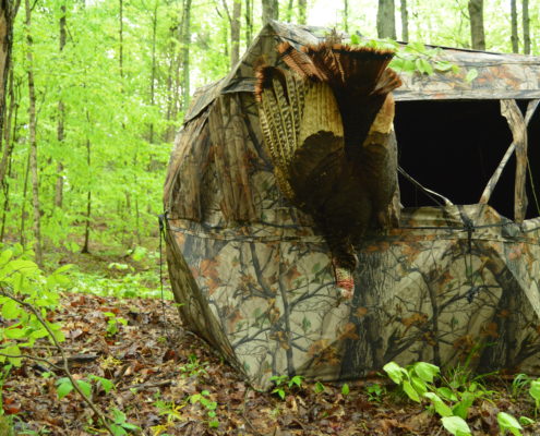 tips for setting up ground blinds under roosted turkeys | Muddy Outdoors