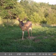 how to capture velvet bucks with a trail camera in spring and summer | Muddy Outdoors