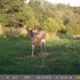 how to capture velvet bucks with a trail camera in spring and summer | Muddy Outdoors