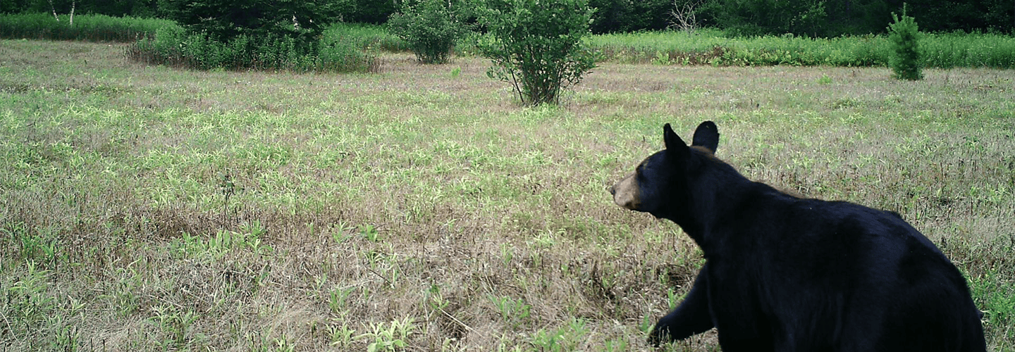 Muddy Trail Camera Tactics | 5 Tips To Get The Best Trail Camera Pictures