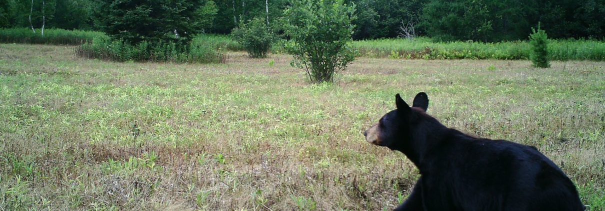 Positioning your trail cameras for the best shots | Muddy Outdoors