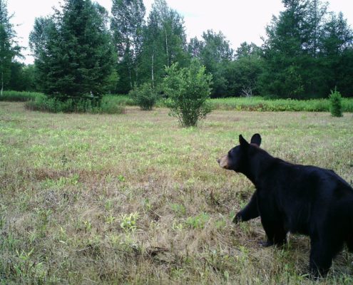 Positioning your trail cameras for the best shots | Muddy Outdoors