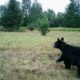 Positioning your trail cameras for the best shots | Muddy Outdoors