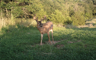 Trail Camera | How To Capture Velvet Bucks In Spring And Summer