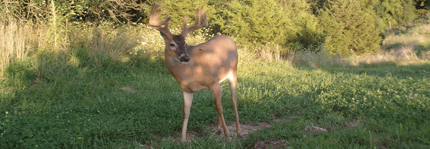 Trail Camera | How To Capture Velvet Bucks In Spring And Summer