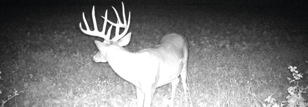 Why have mineral sites for Bucks
