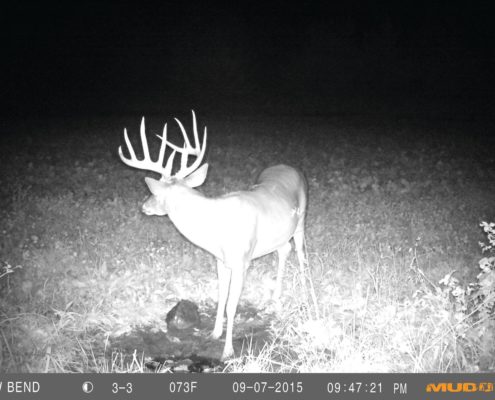 Why have mineral sites for Bucks