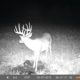 Why have mineral sites for Bucks