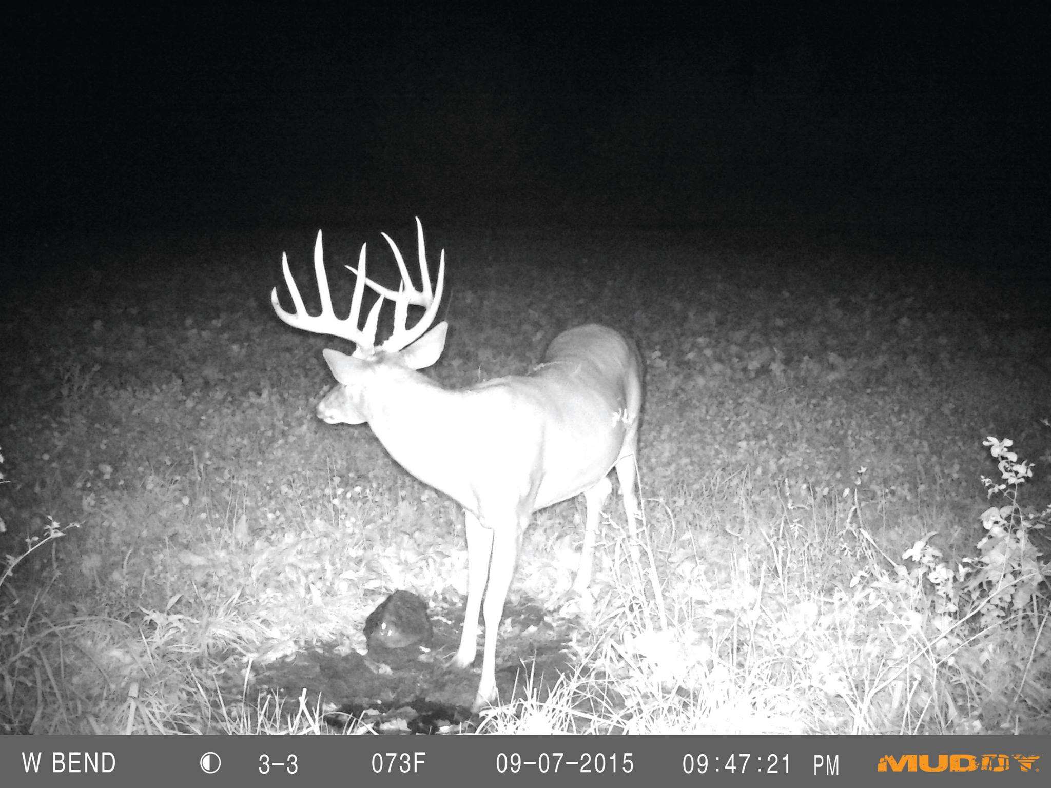 monster buck on trail camera