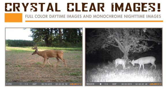 Patterning Buck with Muddy Trail Cameras