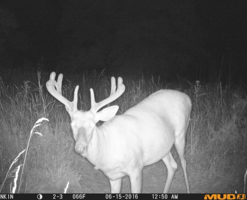 Summer Deer Management with Trail Cameras |Running a Trail Camera Surveys