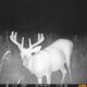 Summer Deer Management with Trail Cameras |Running a Trail Camera Surveys