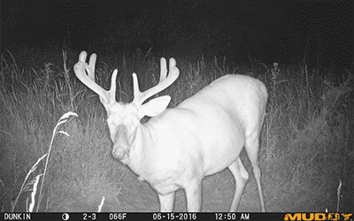 What To Do With Your Trail Cameras This Summer | Run A Survey!