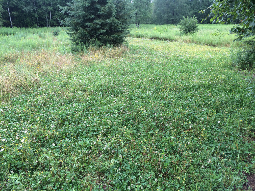 How to Plant a Hunting Plot for Bow Hunting Deer Muddy Outdoors