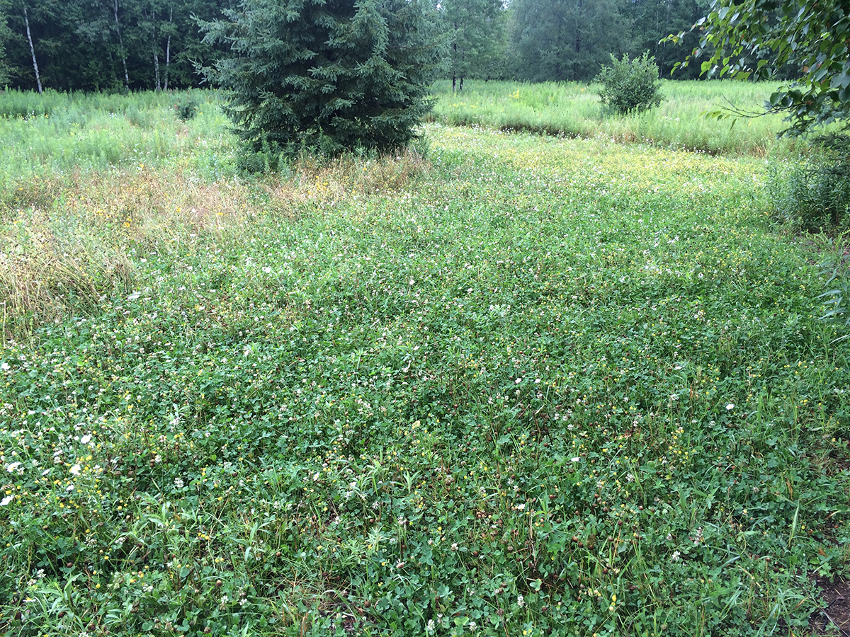 bow hunting deer hunting plot | Muddy Outdoors