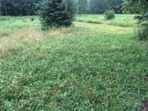 How To Plant A Hunting Plot For Bow Hunting Deer