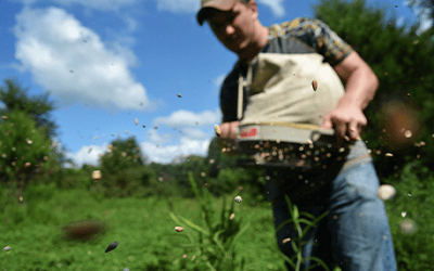How To Plant A Hunting Plot For Bow Hunting Deer