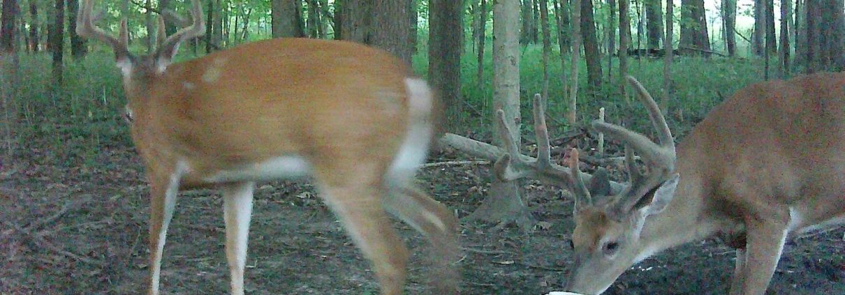 scouting deer public ground trail cameras | Muddy Outdoors