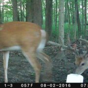 scouting deer public ground trail cameras | Muddy Outdoors