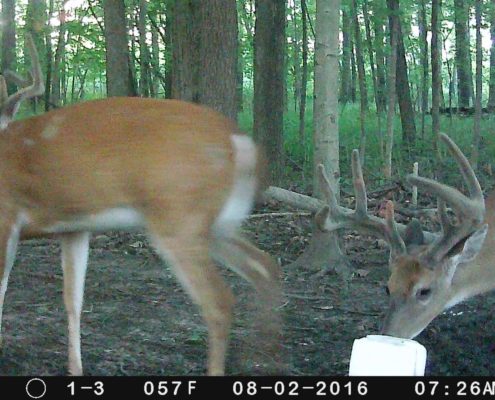 scouting deer public ground trail cameras | Muddy Outdoors