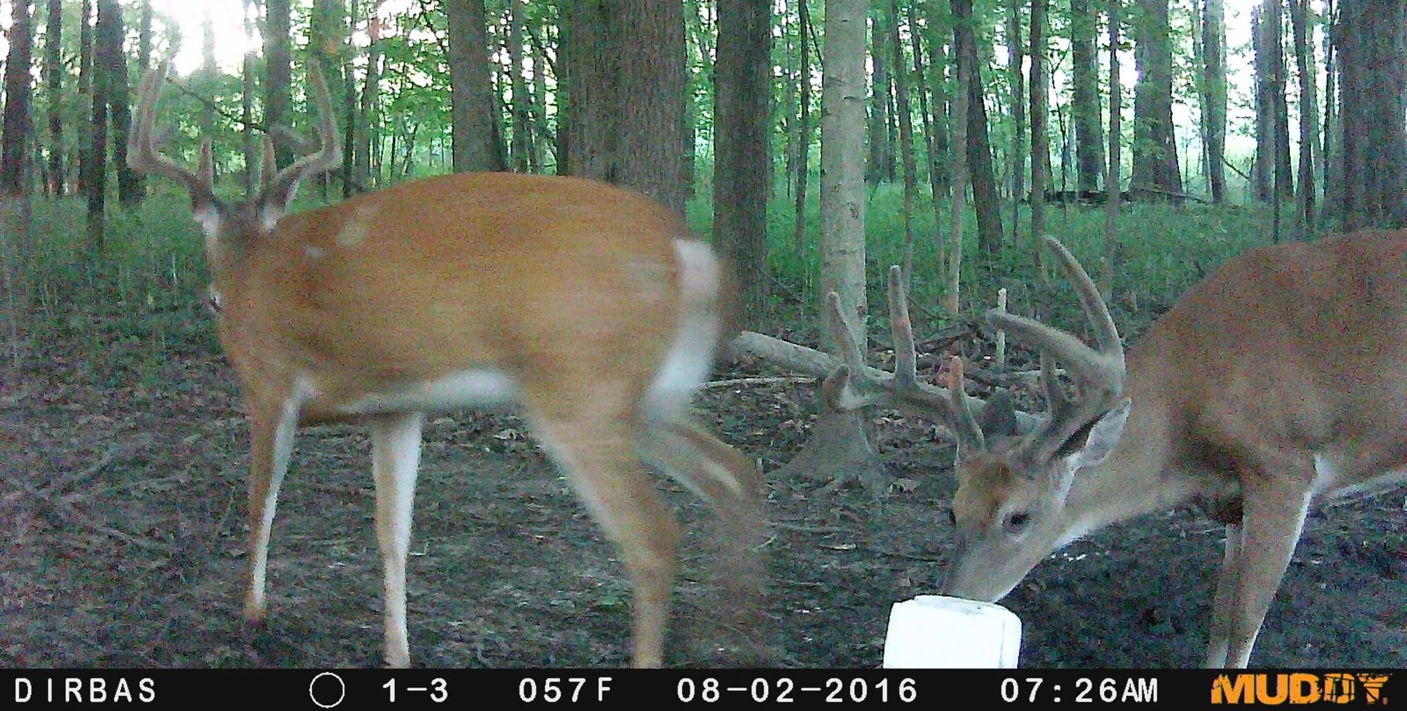 decent trail camera