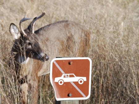 Scouting For Deer With Trail Cameras On Public Land