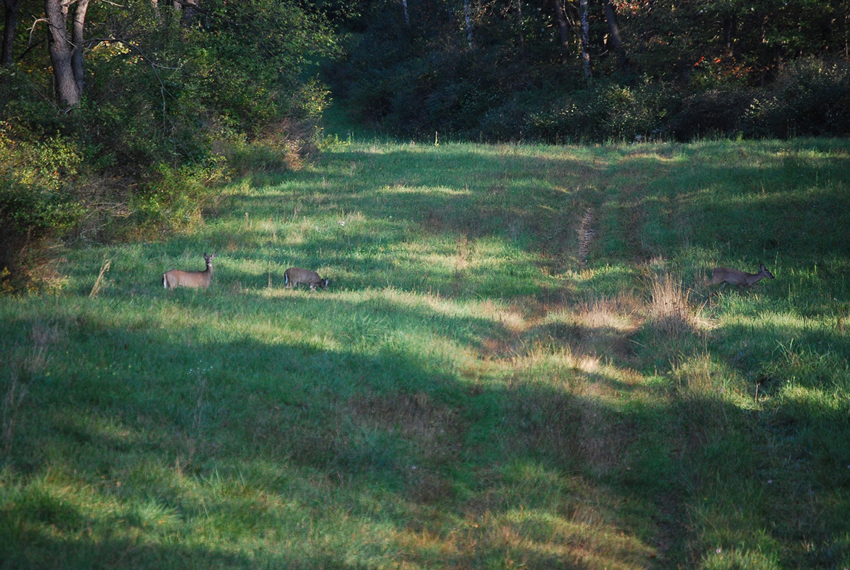 scouting deer public ground trail cameras | Muddy Outdoors
