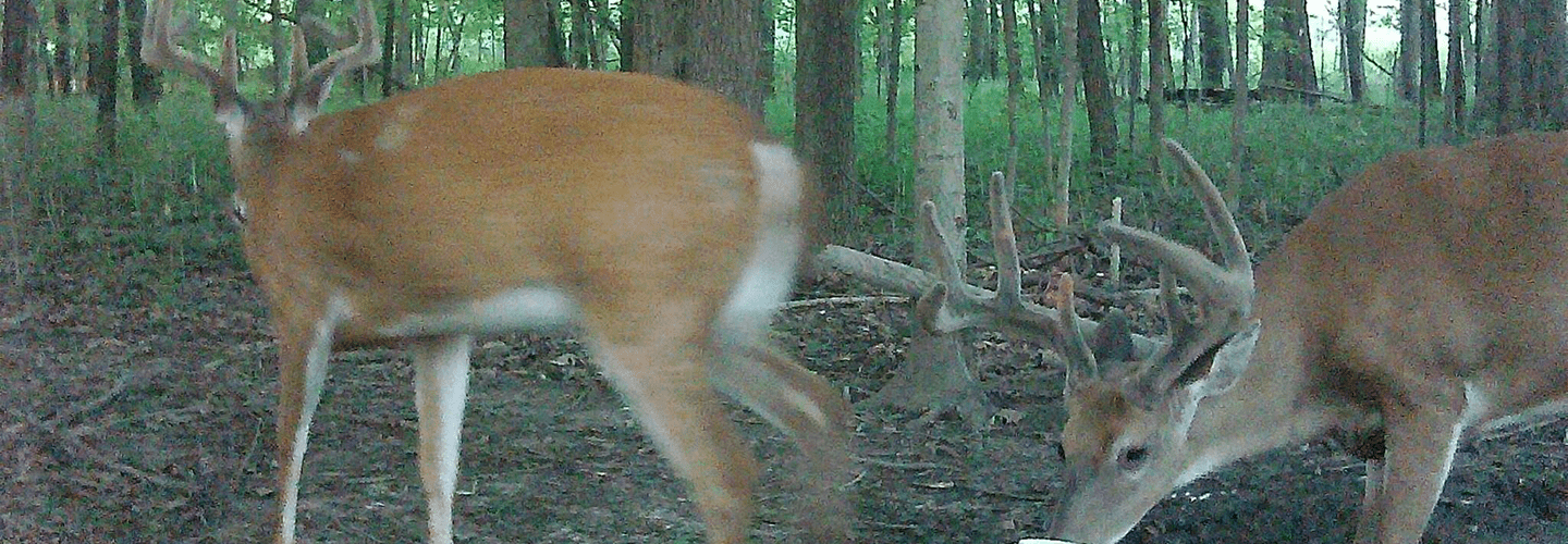 Scouting For Deer With Trail Cameras On Public Land