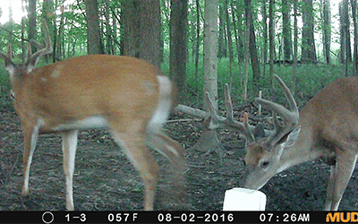 Scouting For Deer With Trail Cameras On Public Land