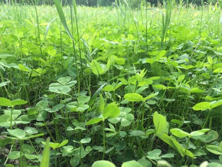 Should You Be Bow Hunting Deer In Farm Country?
