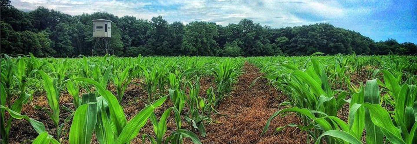 Should You Be Bow Hunting Deer In Farm Country?