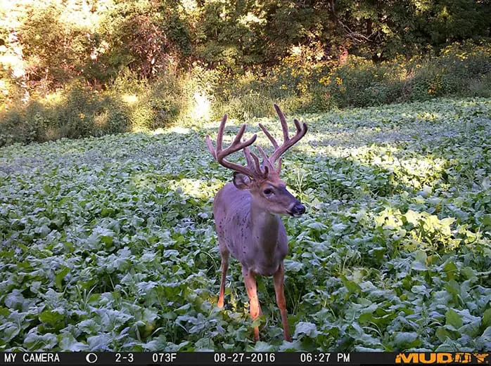 Top 3 Locations to Put Your Tree Stands This Fall Muddy Outdoors