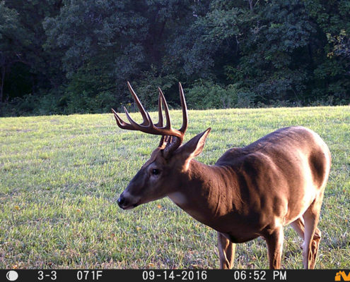 Mock scrapes and trail cameras | Muddy Outdoors