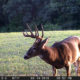 Mock scrapes and trail cameras | Muddy Outdoors