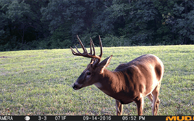 Mock Scrapes | How To Take Full Advantage Of A Buck’s Weakness