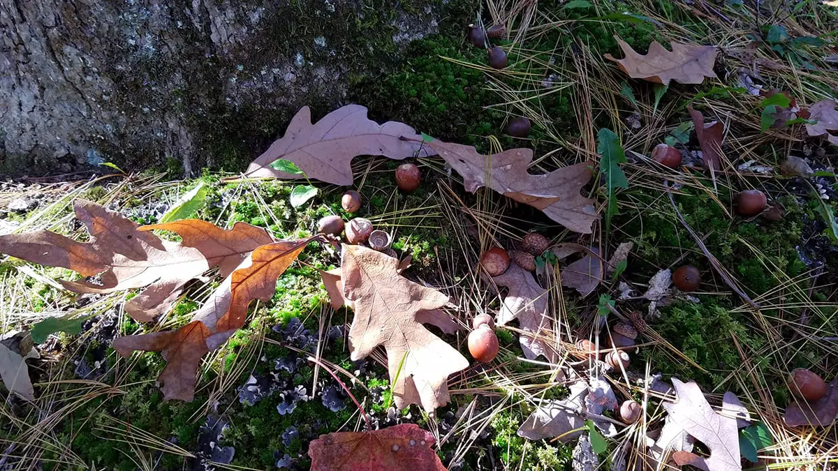 Successfully Hunting The October Lull