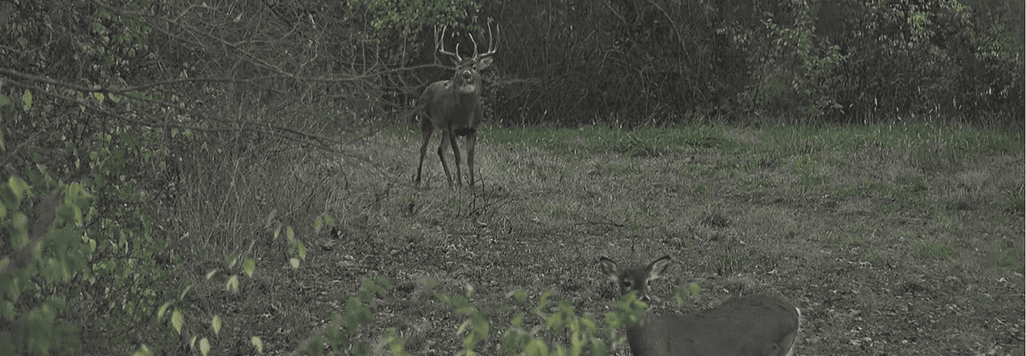 Hunting The Rut Lockdown Phase