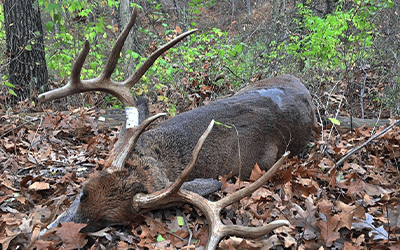 Hunting Tips For Taking A Thanksgiving Week Buck
