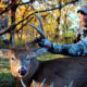 rut hunting strategies tips tactics | Muddy Outdoors