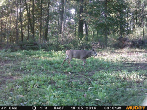 rut hunting strategies tips tactics | Muddy Outdoors