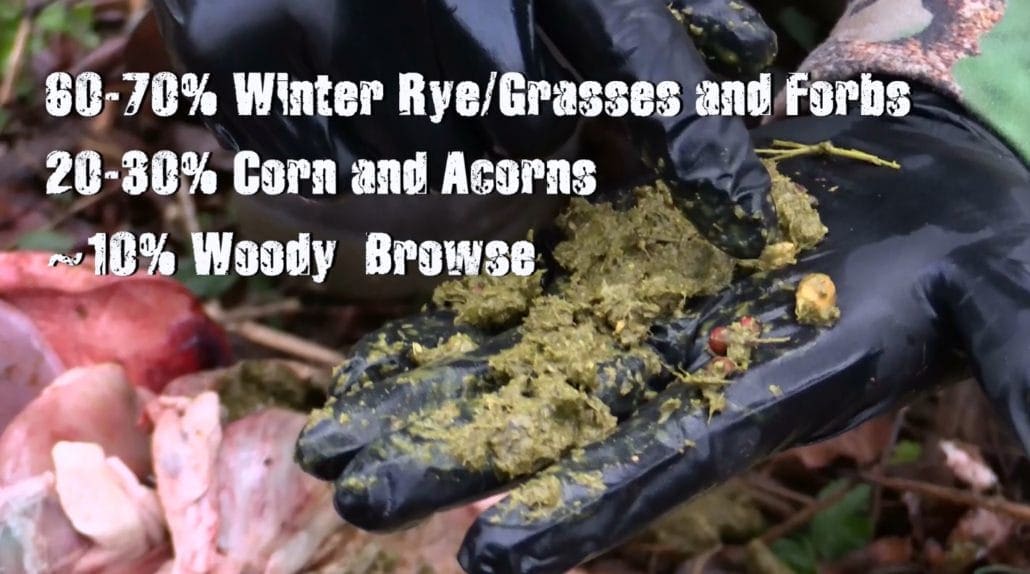 What Do Deer Eat During The Late Season?