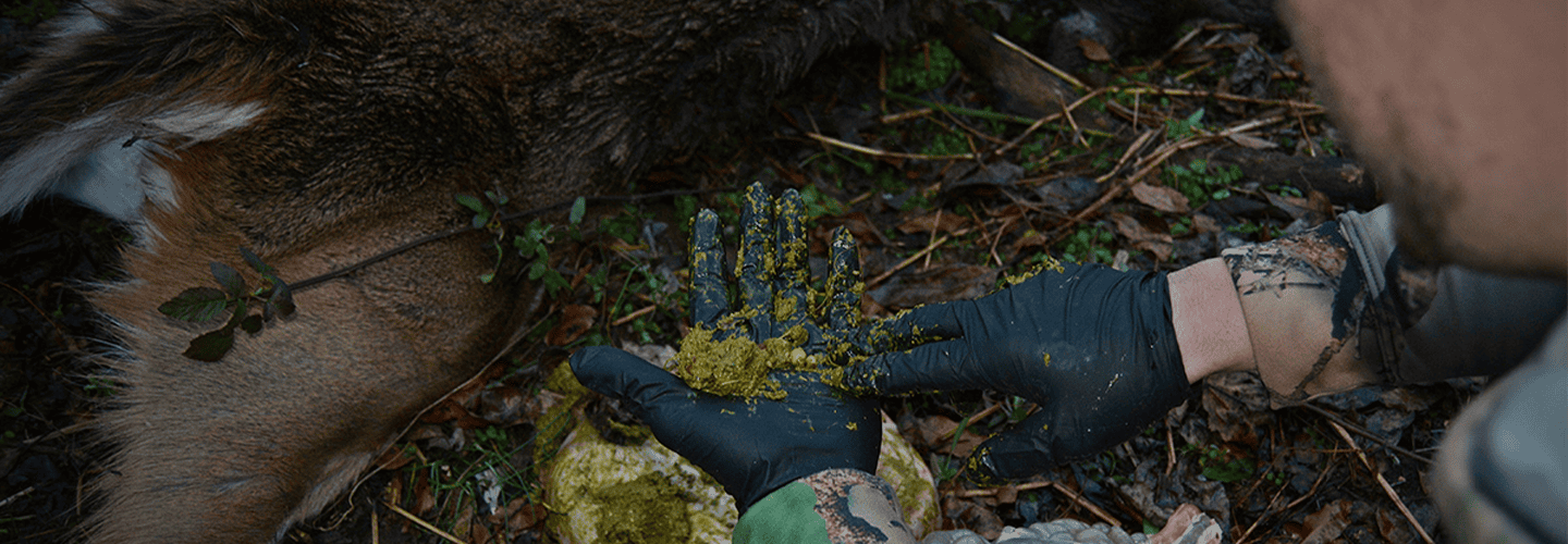 What Do Deer Eat During The Late Season?